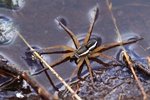 Gerandete Jagdspinne (Dolomedes fimbriatus)