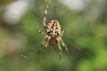 Gartenkreuzspinne (Araneus diadematus)