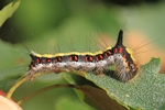 Pfeileule (Acronicta psi)