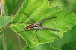 Listspinne (Pisaura mirabilis)