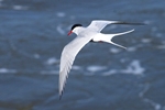 K&uuml;stenseeschwalbe (Sterna paradisaea)