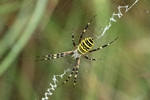 Wespenspinne (Argiope bruennichi)