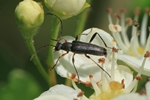 Mattschwarzer Bl&uuml;tenbock (Grammoptera ruficornis)