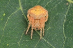 Ohne deutschen Namen (Araneus triguttatus)