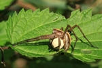 Listspinne (Pisaura mirabilis)