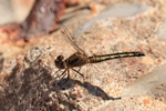 Gl&auml;nzender Schwarzpfeil (Diplacodes lefebvrii) - Weibchen