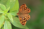 Waldbrettspiel (Pararge aegeria aegeria)