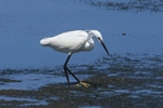 Seidenreiher (Egretta garzetta)