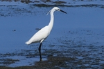 Seidenreiher (Egretta garzetta)