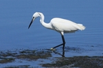 Seidenreiher (Egretta garzetta)