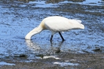 L&ouml;ffler (Platalea leucorodia)