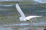 Seidenreiher (Egretta garzetta)