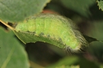 Woll-Rindeneule/Pudel (Acronicta leporina)