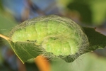 Woll-Rindeneule/Pudel (Acronicta leporina)