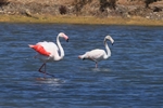 Rosaflamingo (Phoenicopterus ruber)