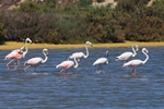 Rosaflamingo (Phoenicopterus ruber)