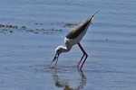Stelzenl&auml;ufer (Himantopus himantopus)