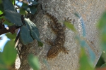 Mauergecko (Tarentola mauritanica)