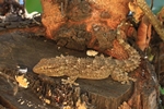 Mauergecko (Tarentola mauritanica)