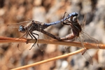 Rahmstreif-Blaupfeil (Orthetrum chrysostigma)