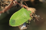 Gr&uuml;ne Reiswanze (Nezara viridula)