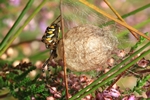 Wespenspinne (Argiope bruennichi) bewacht ihren Eikokon
