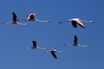 Rosaflamingo (Phoenicopterus ruber)