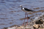 Stelzenl&auml;ufer (Himantopus himantopus)