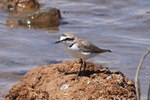 Seeregenpfeifer (Charadrius alexandrinus)
