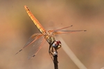 Violetter Sonnenzeiger (Trithemis annulata) - Weibchen