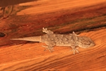 Mauergecko (Tarentola mauritanica)