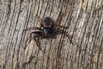 Wanzenspinne (Coriarachne depressa)