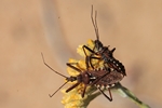 Mediterrane Raub- oder Mordwanze (Rhynocoris erythropus)