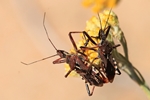 Mediterrane Raub- oder Mordwanze (Rhynocoris erythropus)