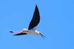 Stelzenl&auml;ufer (Himantopus himantopus)