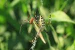 Wespenspinne (Argiope bruennichi)