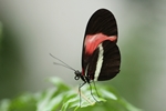 Heliconius erato/Kleiner Postbote/Erato Heliconian