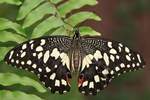 Papilio demoleus/Indischer Citrus-Schwalbenschwanz/Chequered-/Lime Swallowtail