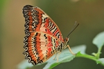 Cethosia biblis/Bortenfalter/Red Lacewing