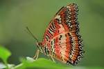 Cethosia biblis/Bortenfalter/Red Lacewing