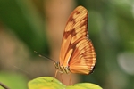 Dryas julia/Julia Falter/Julia Butterfly