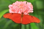Dryas julia/Julia Falter/Julia Butterfly