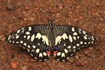 Papilio demoleus/Indischer Citrus-Schwalbenschwanz/Chequered-/Lime Swallowtail