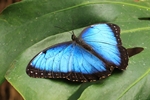 Morpho peleides/Blauer Morpho/Blue Morpho
