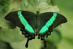 Papilio palinurus/Neon-Schwalbenschwanz/Emerald Swallowtail