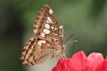 Parthenos sylvia/Brauner Segelfalter/Clipper
