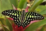 Graphium agamemnon/Neon-Segelfalter/Tailed Jay