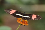 Heliconius erato/Kleiner Postbote/Erato Heliconian