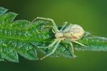 Ohne deutschen Namen (Philodromus albidus)