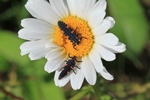 Siebenpunkt-Marienk&auml;fer (Coccinella septempunctata) Larve